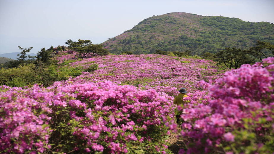 제암산철쭉