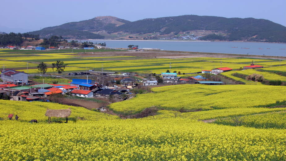 회진선학동유채밭2