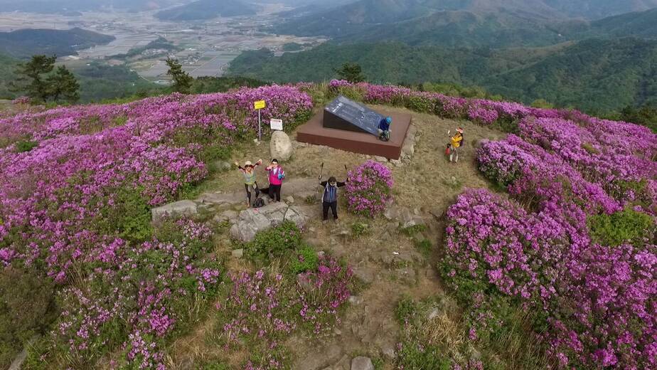 제암산철쭉