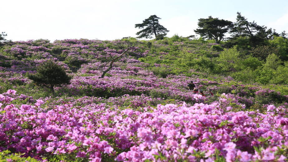 제암산철쭉