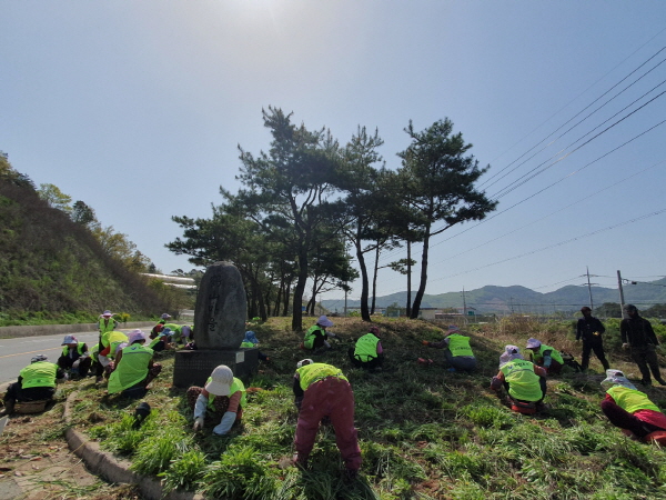 장흥군 장동면(면장 문수연)은 20일 학산마을 진입로 1,000㎡에 꽃무릇 단지를 조성하였다.