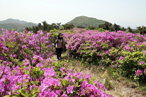 4~7일 안양면 수문항서 제20회 정남진 장흥 키조개축제 개최