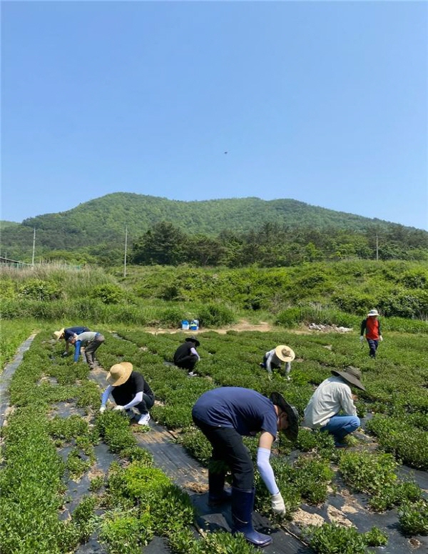 장흥군 재무과 공직자들은 바쁜 영농철 시기에 일손부족으로 어려움을 겪고 있는 농가를 방문해 봉사활동으로 힘을 보탰다   